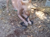 Dalai at play ...