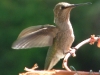 Humming Bird