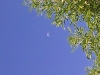 Moon in Morning Sky