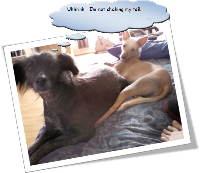 Talking Paws — Stop Shaking The Bed!!