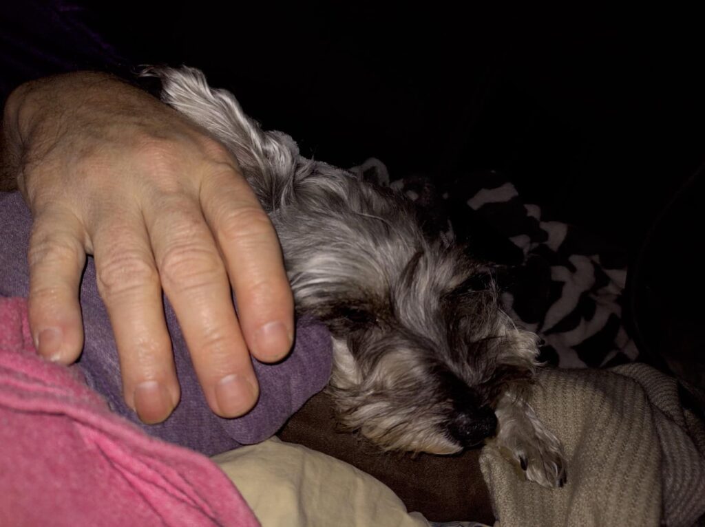 Picture of mans hand on side of head of sleeping dog