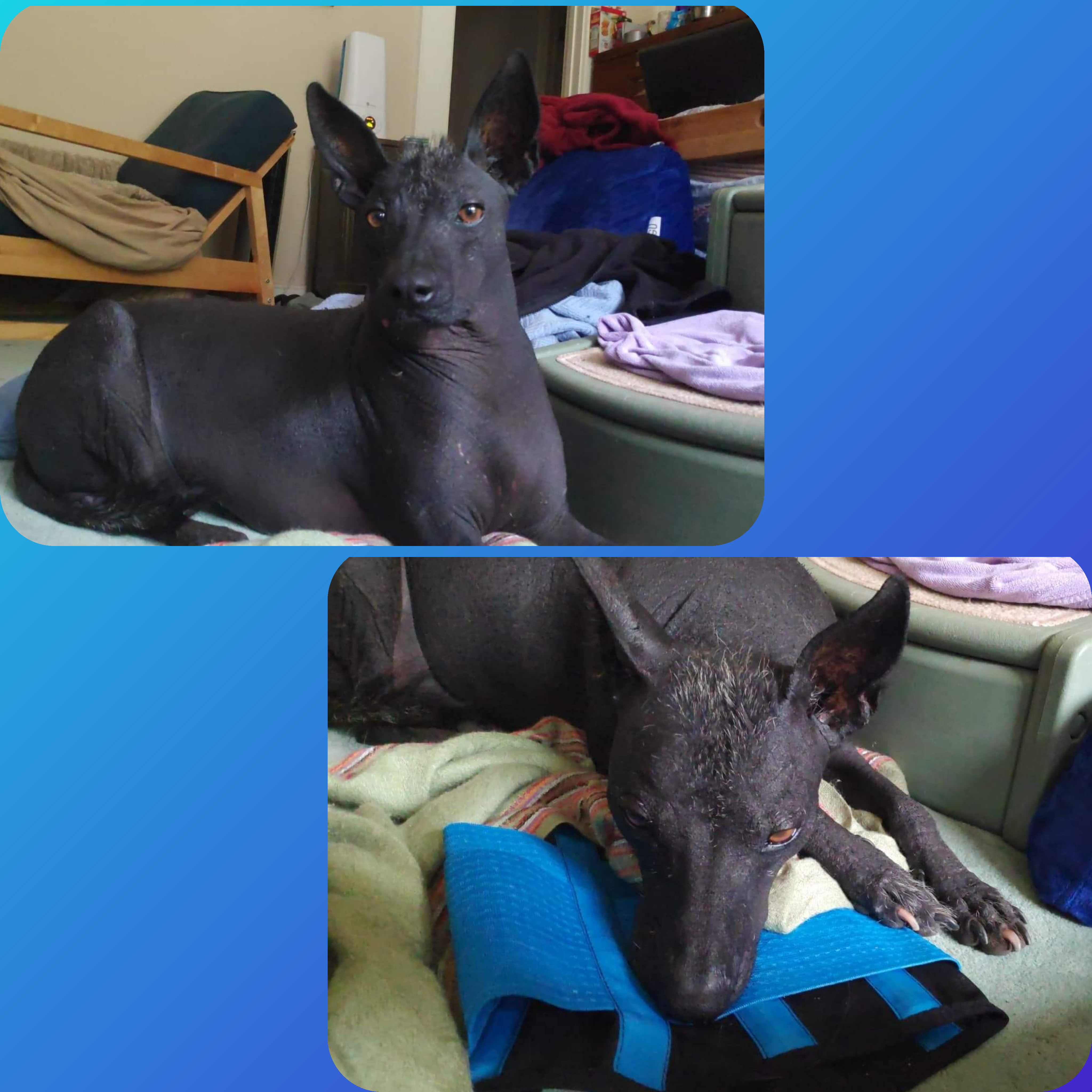 Just Another Not So Shaggy Dog Story