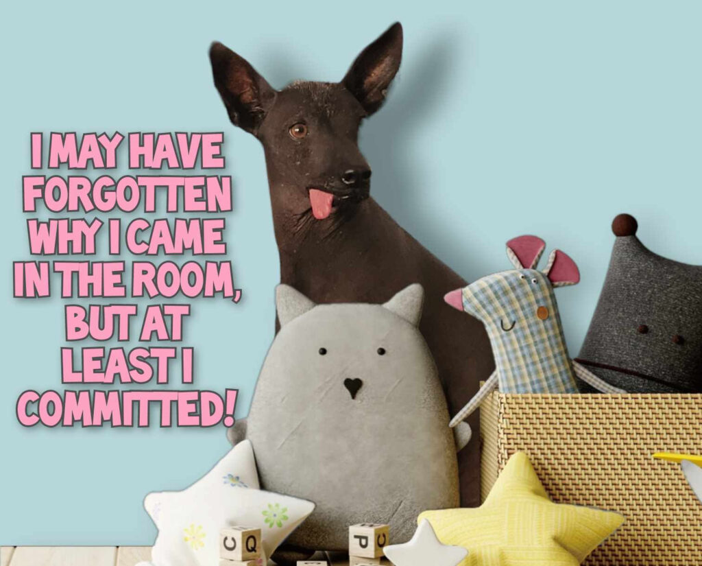 Hairless dog with tongue sticking out behind some stuffed animals. "I may have forgotten why I came in the room, but at least I committed!"
