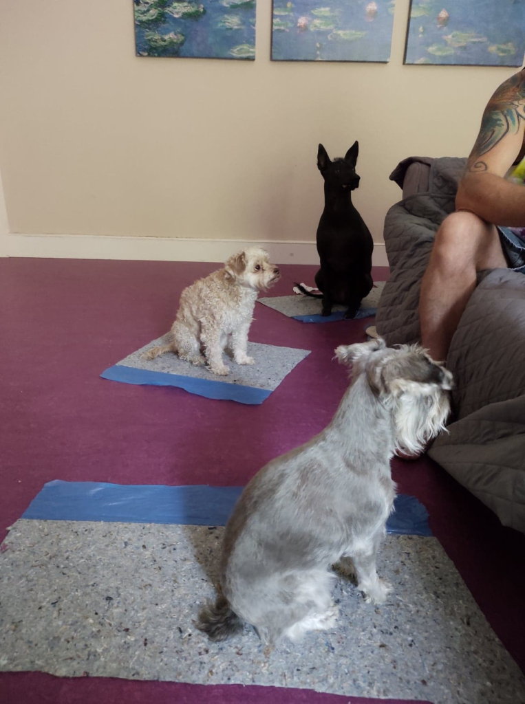 3 dogs sitting on mats avoiding slick flooring