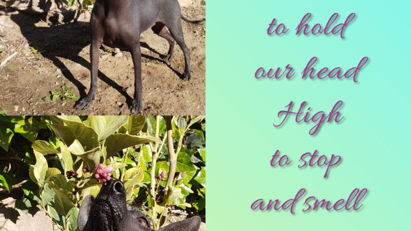 Holding our head high