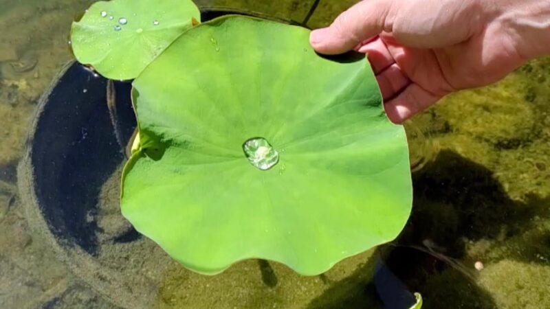 The Jewel Inside The Lotus