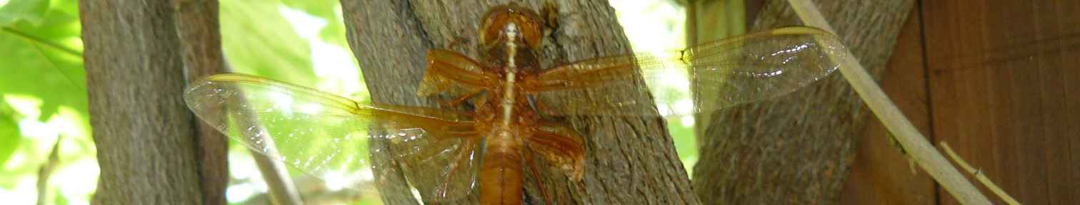 On Broken Wings . . .