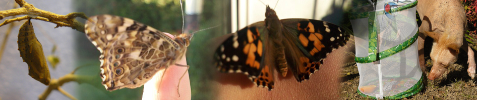 Life Happens … When You Aren’t Looking.