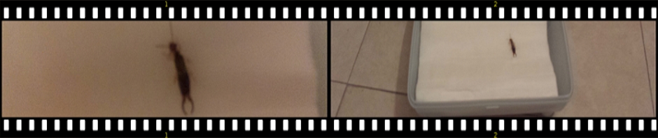 For those who think they need caffeine to wake up ….