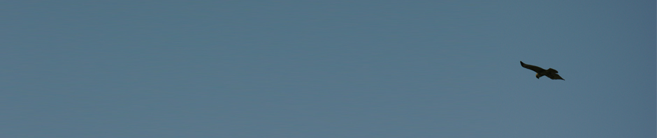 Flight, Fright and Feast