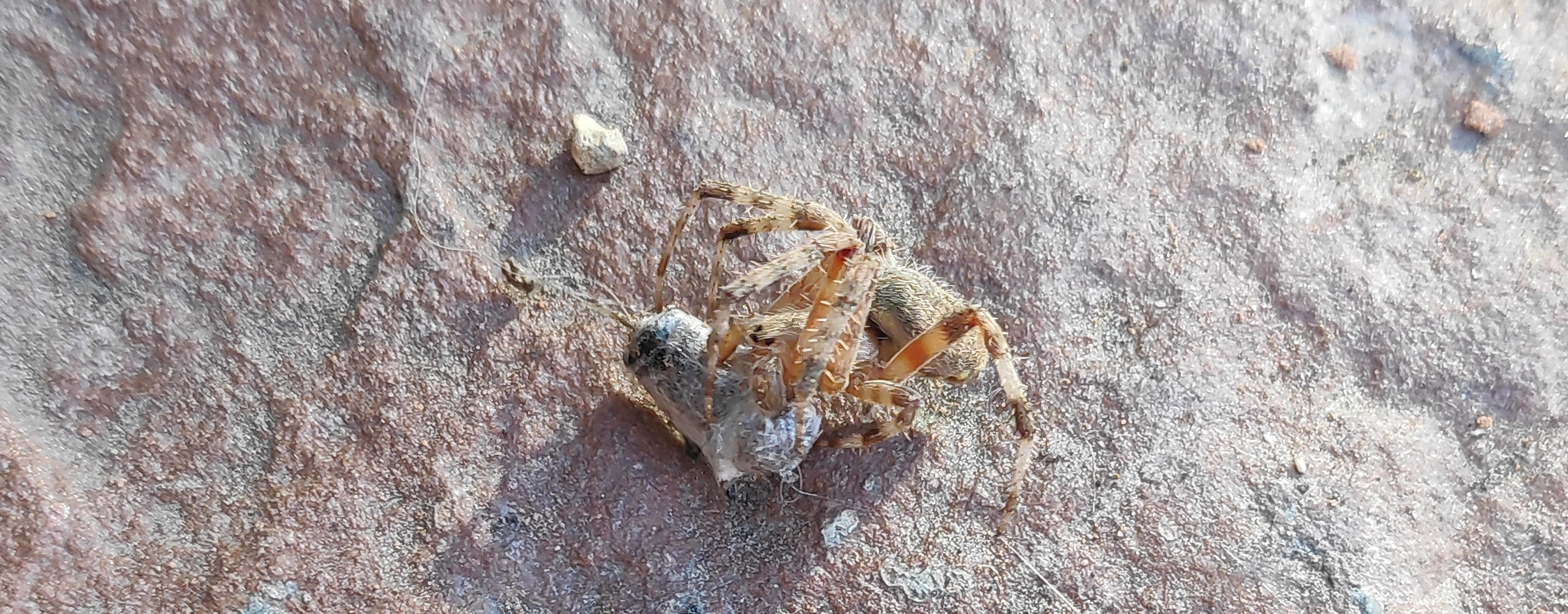 A Spider in the Mist