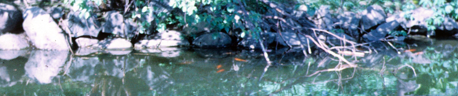 Remembering Mom on her Birthday ….