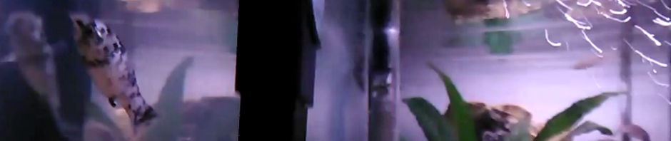 Earlier Morning Departures and Arrivals