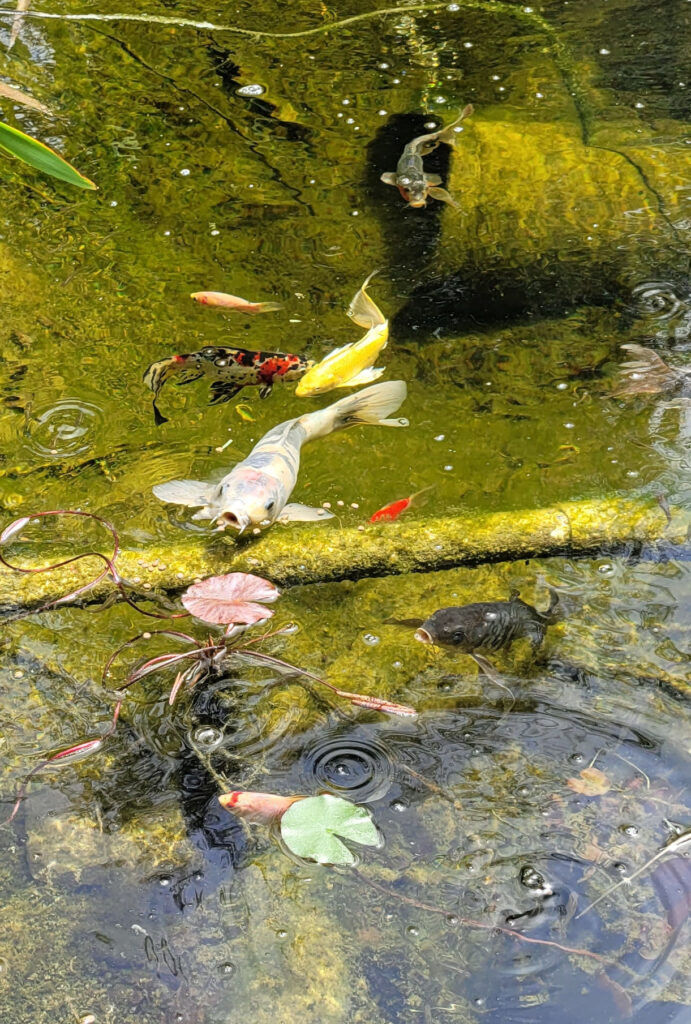 Koi fish swim in the water around a filtration pipe and one small lily plant.