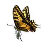 The Butterfly Effect